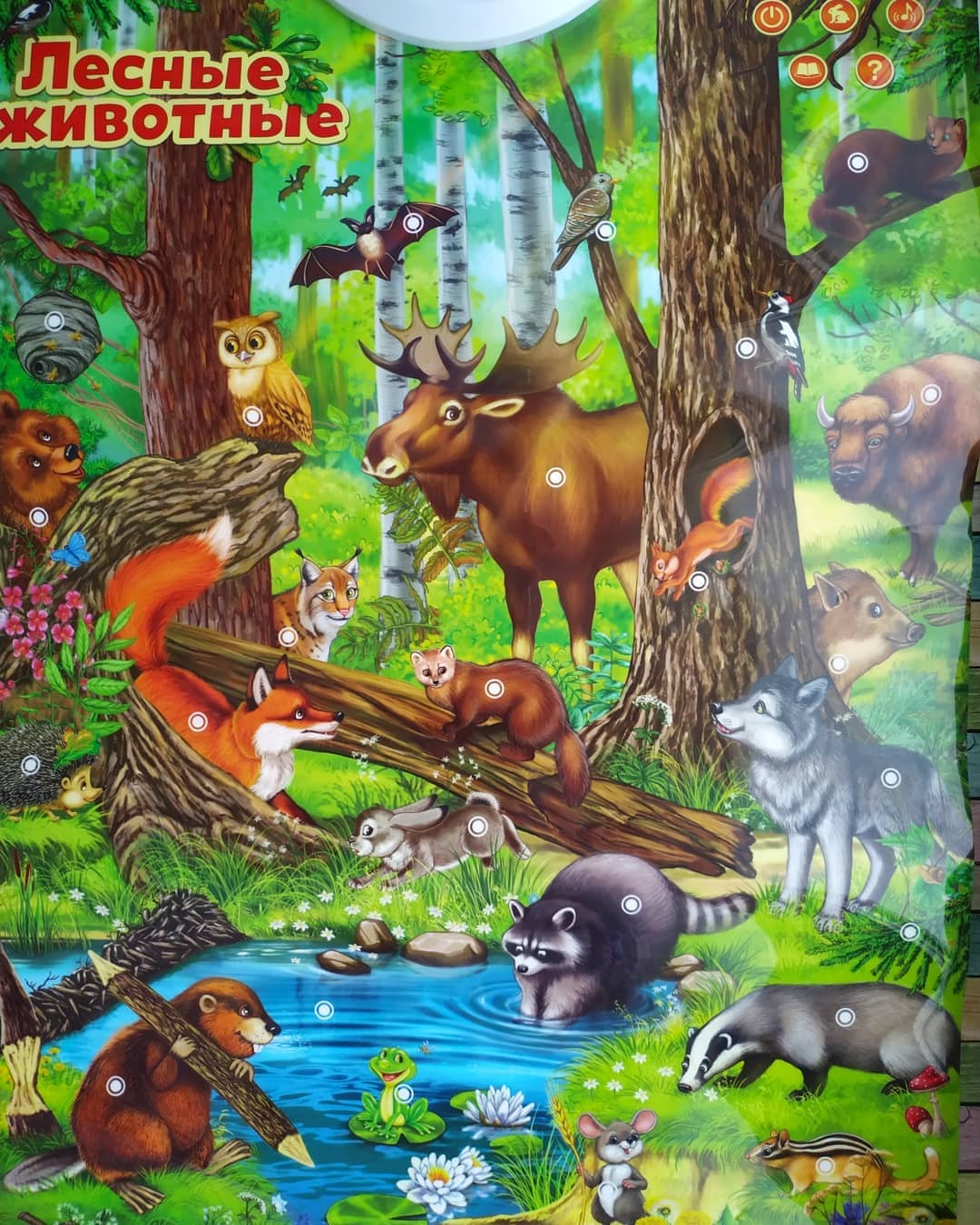 Говорящий плакат «Лесные животные»